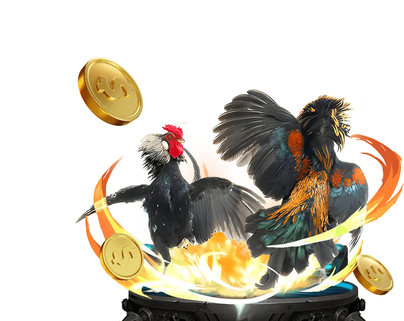 Đá gà cựa dao cựa sắt